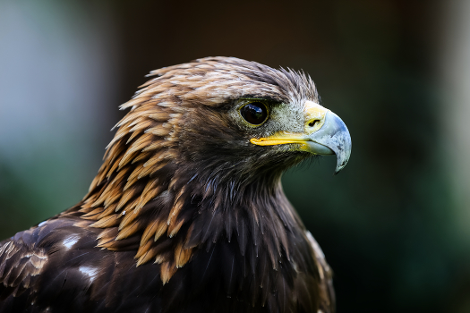 Adlerportrait