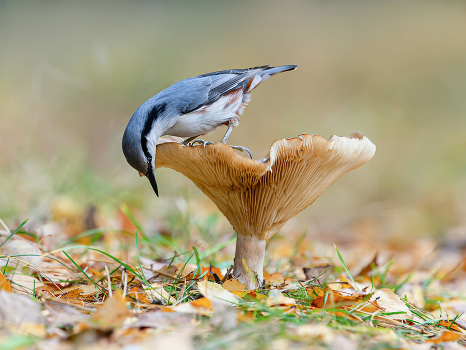 Autumn in the forest