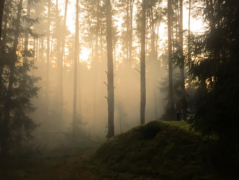 In forest
