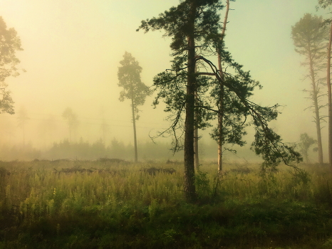 At dawn