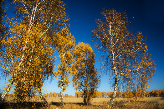 Birches