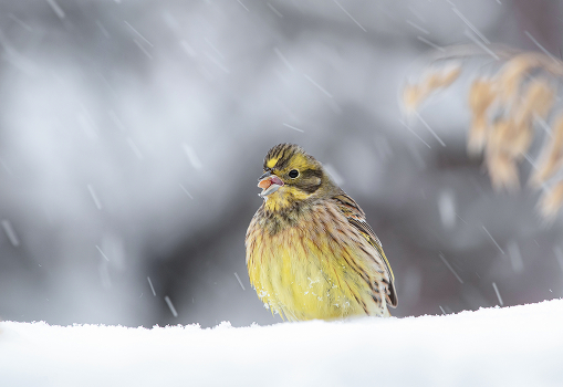 Snowstorm
