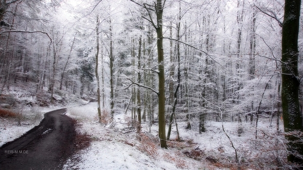 Morning in the forest.