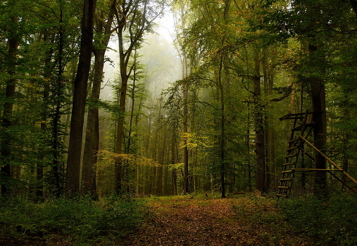 Fog leaves