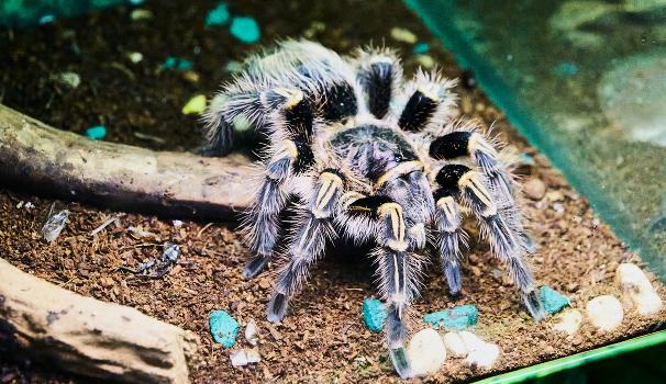 spider