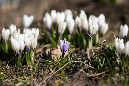 Spring flowers