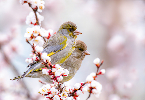 Spring is coming