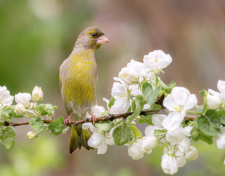 about spring