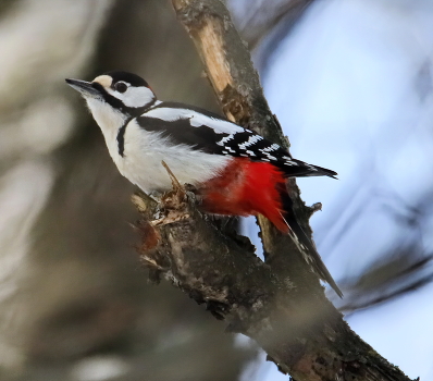 Woodpecker
