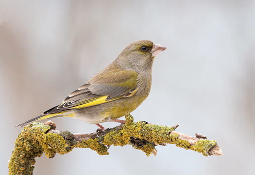 Yellow Wagtail