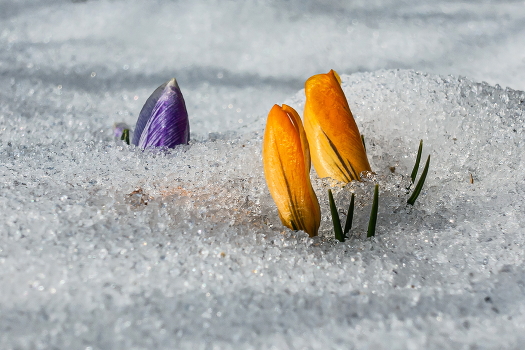 Spring