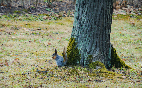 Squirrel