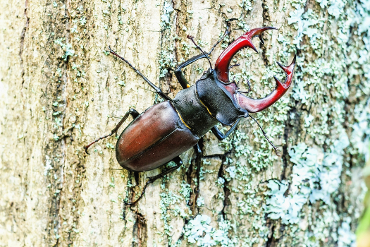 Stag-beetle