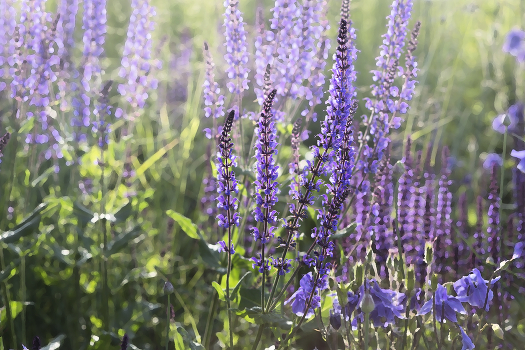 Lavender MOOD