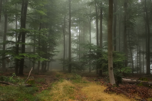 autumn morning
