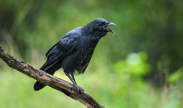 Common raven