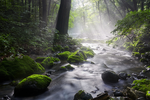 Rays
