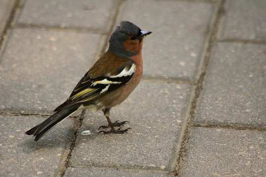 About the bird