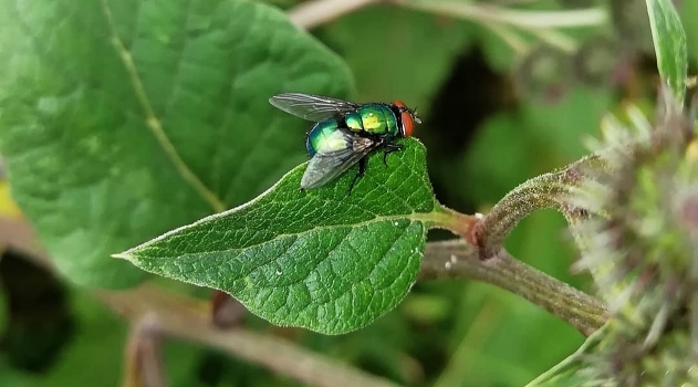 Fly