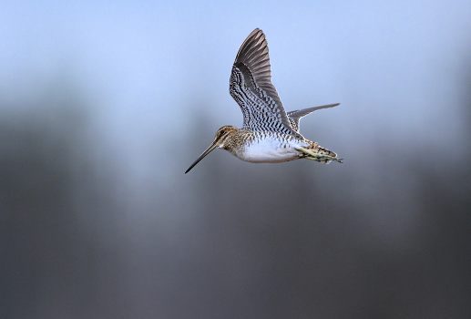Wilson's snipe