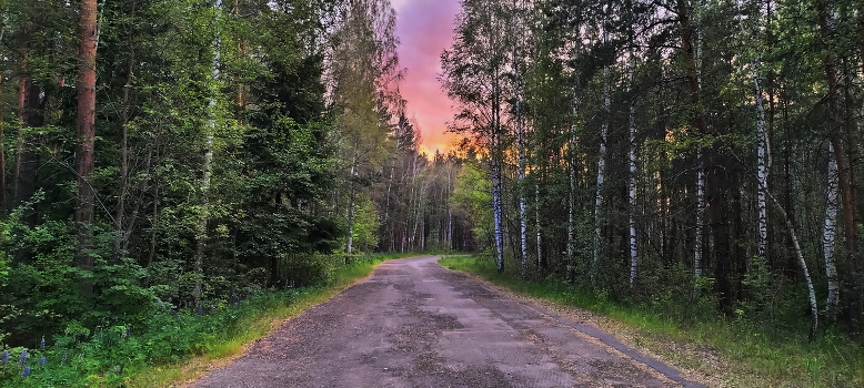 evening in the forest