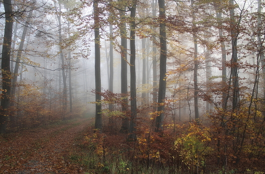 Foggy morning