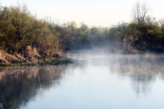 Fog