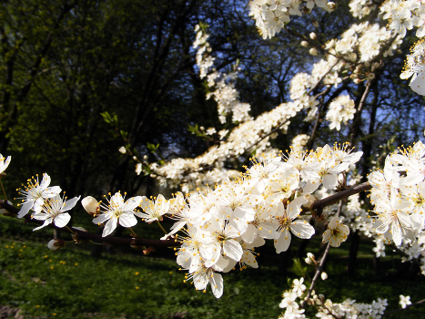Und Frühling:)