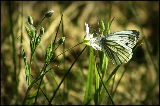 limonnitsa