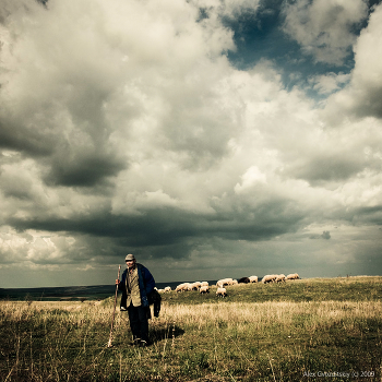 Crimean shepherd