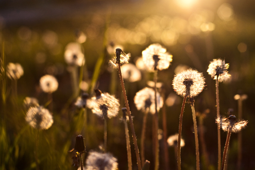 nice to fall in dandelions ....