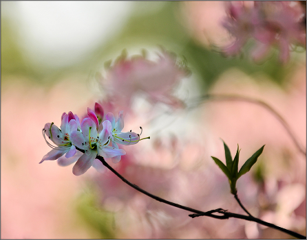 Azalea