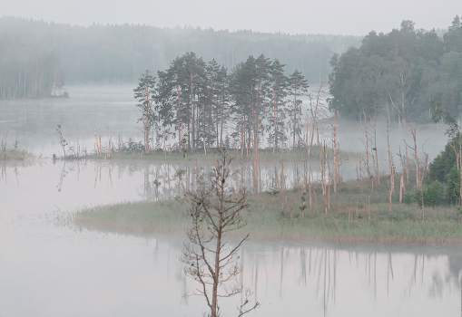 Foggy morning