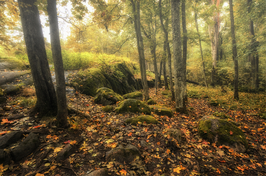in the autumn forest