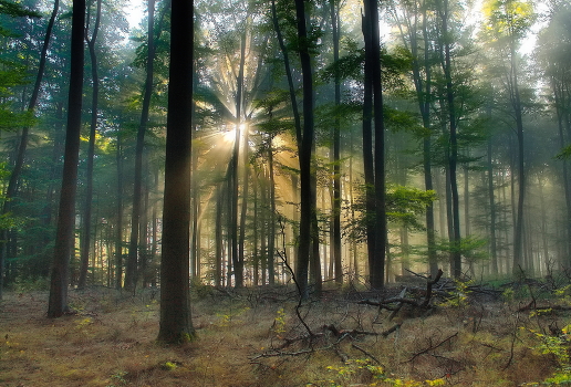 Fog and sun
