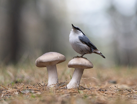 in the autumn forest