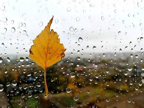 Rain