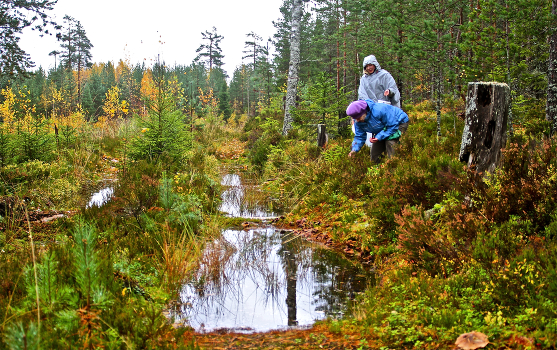 Mushroom pickers