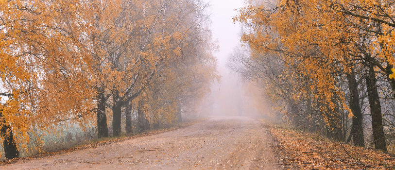 Golden Autumn