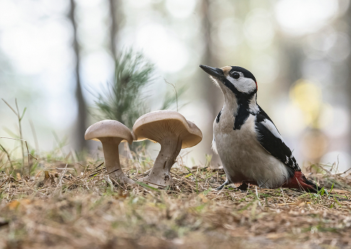 In forest