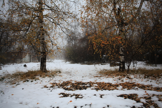 Birches