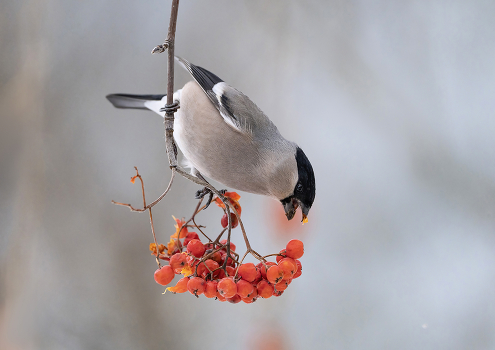 Bullfinch