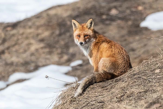 Fox.