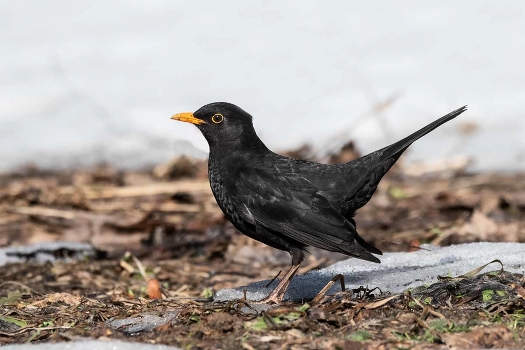 thrush