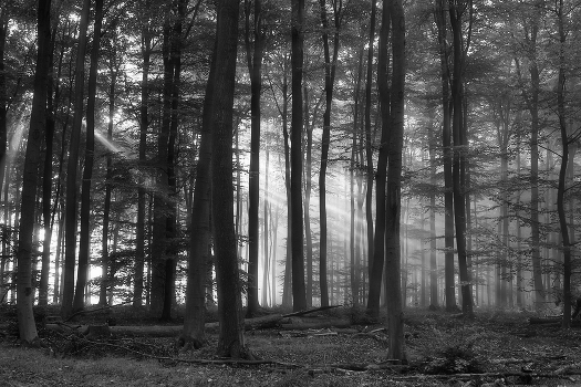 Fog dissipates