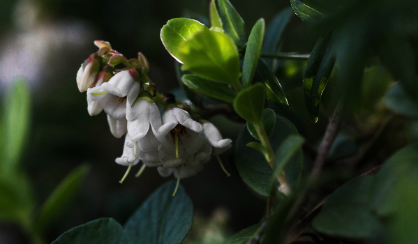 Flowering cranberries ...