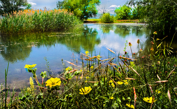 Rural pond