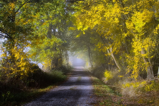 Sunny fog
