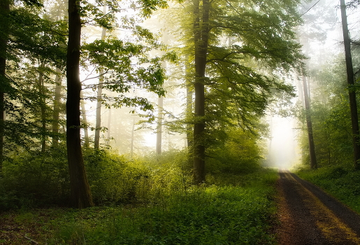 Morning in the forest