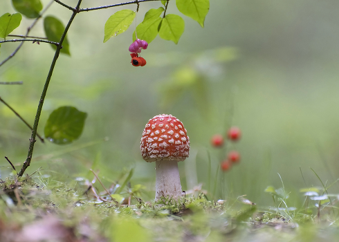 In forest